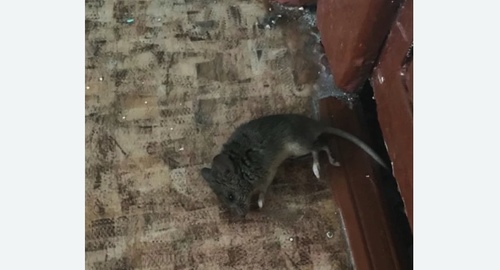 Дезинфекция от мышей в Малмыже