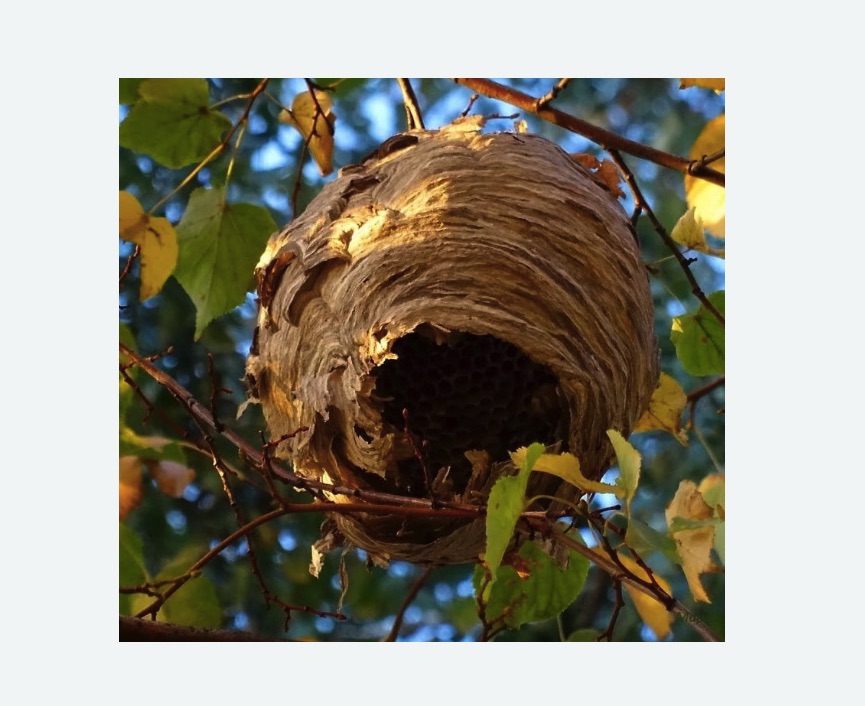 Обработка от шершней в Малмыже