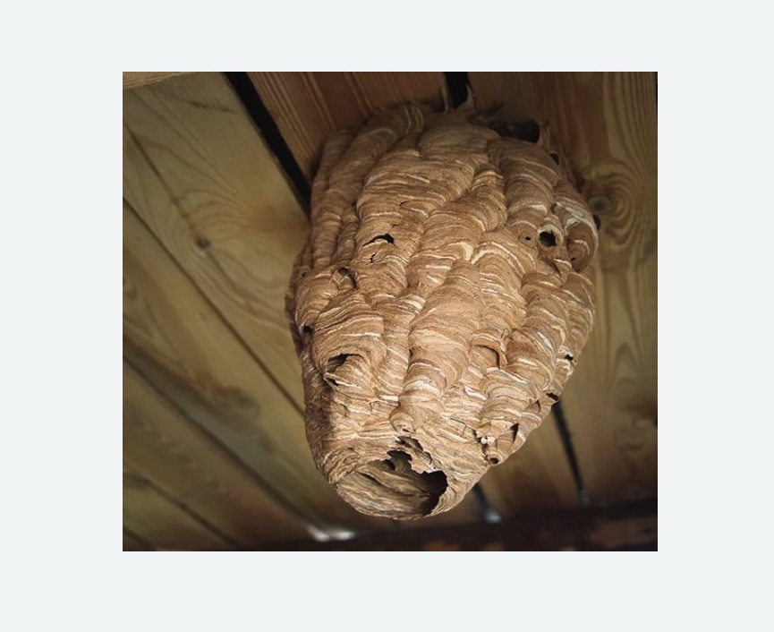 обработка от шершней в Малмыже