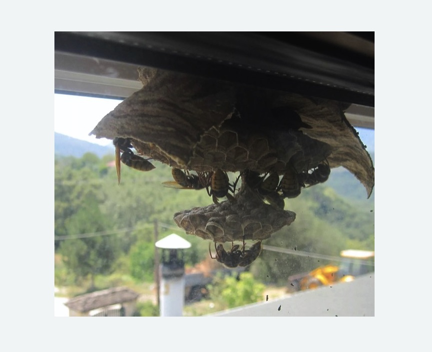 Уничтожение гнёзд шершней в Малмыже