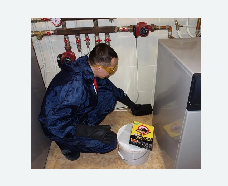 Уничтожение крыс в Малмыже