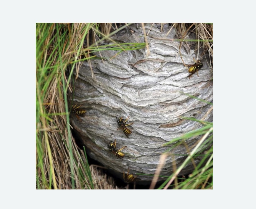 Уничтожение ос и ульев в Малмыже